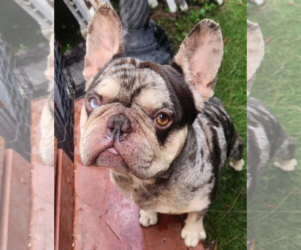 Medium Photo #1 French Bulldog Puppy For Sale in Oakland Park, FL, USA