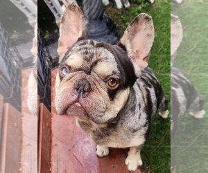 French Bulldog Dogs for adoption in Oakland Park, FL, USA