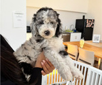 Small Photo #137 Sheepadoodle Puppy For Sale in HUNTINGTON BEACH, CA, USA