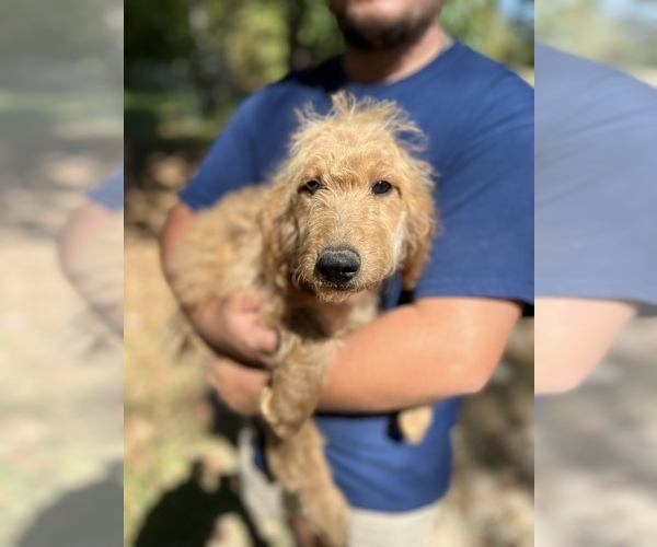 Medium Photo #4 Goldendoodle Puppy For Sale in ROCKY MOUNT, NC, USA