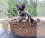 Small Yorkshire Terrier