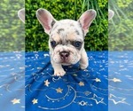 Image preview for Ad Listing. Nickname: Frenchie