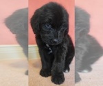 Small Photo #12 Bernedoodle Puppy For Sale in COOLIDGE, AZ, USA