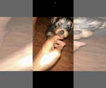 Small #2 Yorkshire Terrier