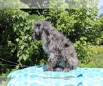 Small Photo #2 Aussiedoodle Puppy For Sale in UNION CITY, TN, USA