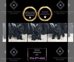 YorkiePoo Puppy for sale in WARSAW, IN, USA