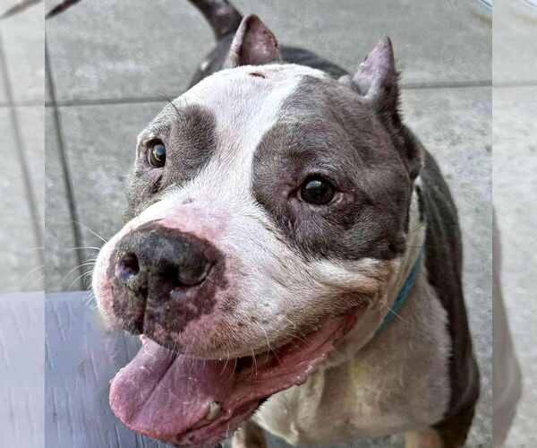 Medium Photo #4 American Staffordshire Terrier Puppy For Sale in Cranford, NJ, USA