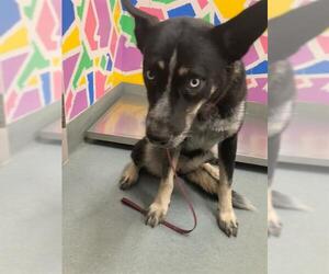 German Shepherd Dog-Unknown Mix Dogs for adoption in Baytown, TX, USA