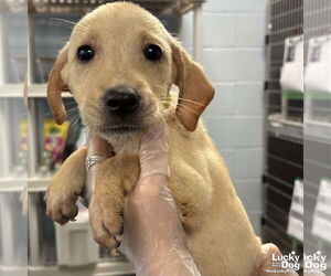 Labrador Retriever-Unknown Mix Dogs for adoption in Washington, DC, USA