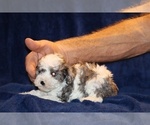 Small #13 Poodle (Toy)