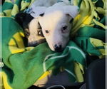 Small #5 American Bulldog-German Shepherd Dog Mix