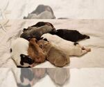 Small Photo #4 French Bulldog Puppy For Sale in CAPE CORAL, FL, USA