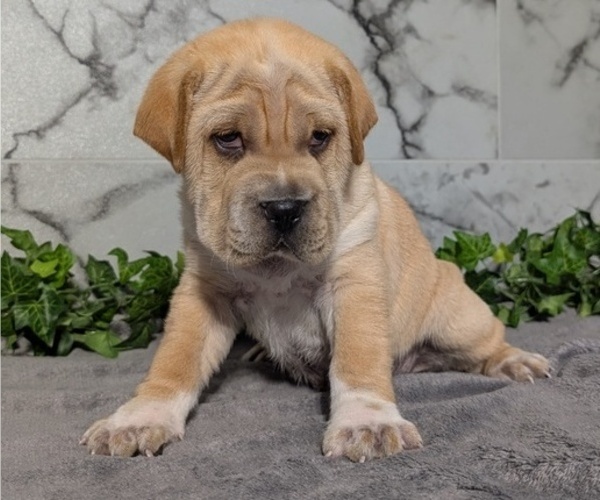 Medium Photo #10 Cocker-Pei Puppy For Sale in GOSHEN, IN, USA