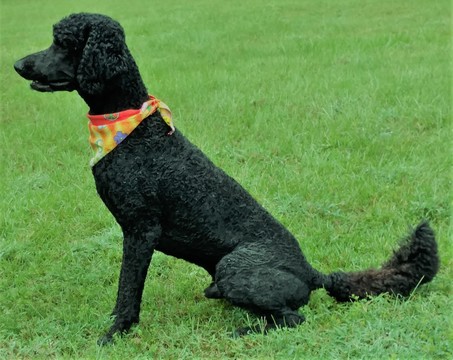 Medium Photo #1 Poodle (Standard) Puppy For Sale in PENSACOLA, FL, USA