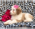 Small Photo #9 Aussiedoodle Puppy For Sale in LAKELAND, FL, USA