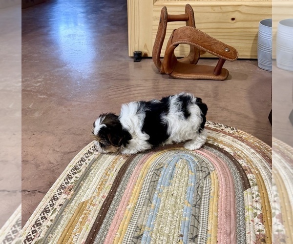 Medium Photo #8 Morkie Puppy For Sale in CASSVILLE, MO, USA