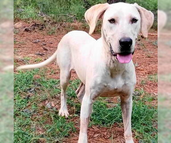 Medium Photo #2 Pointer Puppy For Sale in Frankston, TX, USA