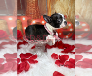 Boston Terrier Puppy for sale in RIPLEY, MS, USA