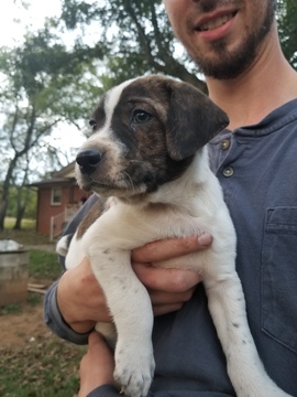 Medium Photo #6 Mountain Cur-Tennessee Treeing Brindle Mix Puppy For Sale in MBORO, TN, USA