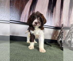 Labradoodle Puppy for sale in FRANKLIN, IN, USA