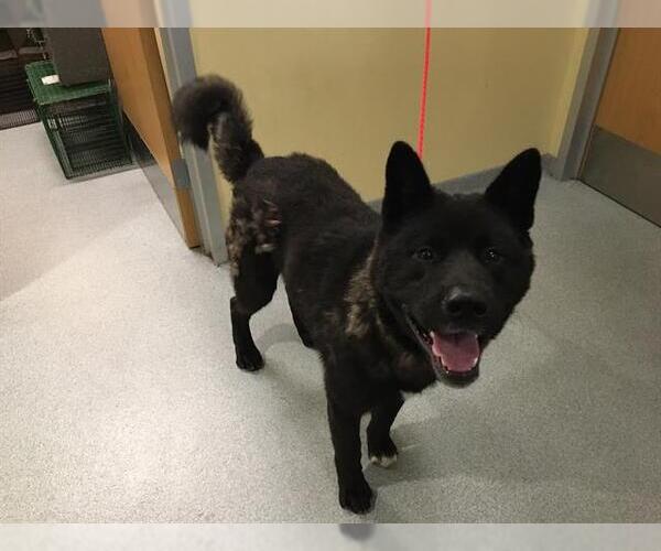 Medium Photo #1 Akita Puppy For Sale in Orange, CA, USA