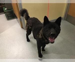 Akita Dogs for adoption in Orange, CA, USA