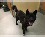 Small Akita