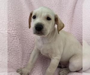 Chalk Pup - Limestone - Male Colonial Cocker Spaniel-Unknown Mix Dog for Adoption - Photo #2
