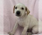 Small Photo #2 Colonial Cocker Spaniel-Unknown Mix Puppy For Sale in San Diego, CA, USA