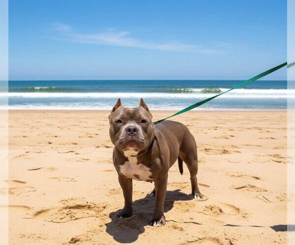 Medium Photo #2 Mutt Puppy For Sale in Fayetteville, NC, USA