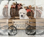 Puppy Elsa Poodle (Toy)