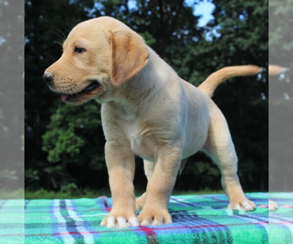 Medium Photo #7 Labrador Retriever Puppy For Sale in GREENCASTLE, PA, USA