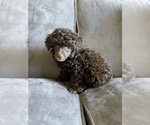 Small Photo #3 Poodle (Toy) Puppy For Sale in HAYWARD, CA, USA