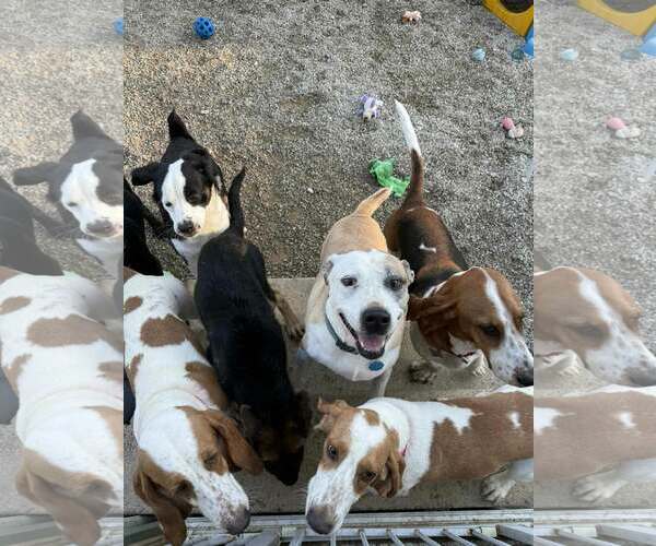 Medium Photo #3 Mutt Puppy For Sale in Wakefield, RI, USA