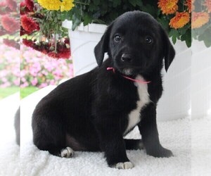 Poodle (Standard)-Rat Terrier Mix Puppy for sale in FREDERICKSBURG, OH, USA