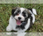 Puppy Luka Havanese