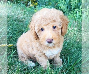 Goldendoodle (Miniature) Puppy for sale in NARVON, PA, USA