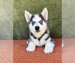 Small #9 Siberian Husky