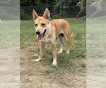 Small #3 Siberian Husky Mix
