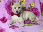 Small Photo #13 Pom-Shi Puppy For Sale in HONEY BROOK, PA, USA