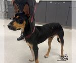 Small #2 Miniature Pinscher Mix