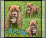 Image preview for Ad Listing. Nickname: Remy