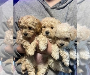 Doberman Pinscher Puppy for sale in VIRGINIA BCH, VA, USA