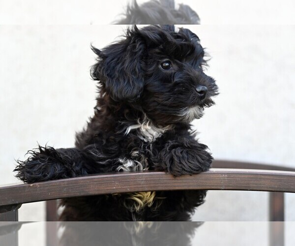 Medium Photo #1 YorkiePoo Puppy For Sale in CHILLICOTHE, MO, USA