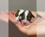 Small #1 Bernedoodle (Miniature)