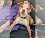 Small #2 American Pit Bull Terrier