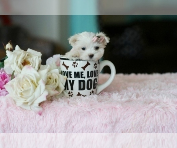 Medium Photo #26 Maltese Puppy For Sale in JACKSONVILLE, FL, USA