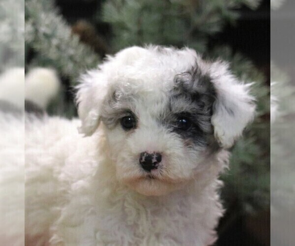 Medium Photo #3 Poodle (Miniature) Puppy For Sale in EAST EARL, PA, USA