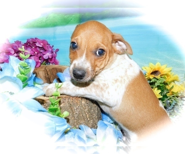 Medium Photo #1 Jack-Rat Terrier-Rat Terrier Mix Puppy For Sale in HAMMOND, IN, USA