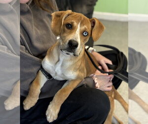 Mutt Dogs for adoption in Spring Lake, NJ, USA